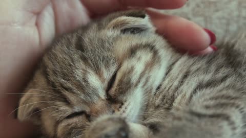 Cat sleeping in hand