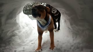 Pitbull in igloo