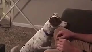 Dog will not give up looking for food