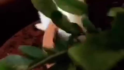 White cat in potted plant falls off