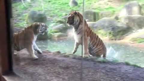 Tiger Gives Angry Growl After Rude Awakening