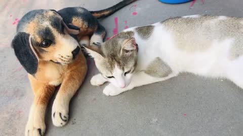 Cute Dog And Lovely Cat Love