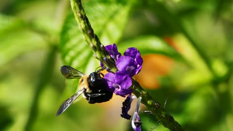 Honey Bees Make Honey ... and Bread? | Deep Look