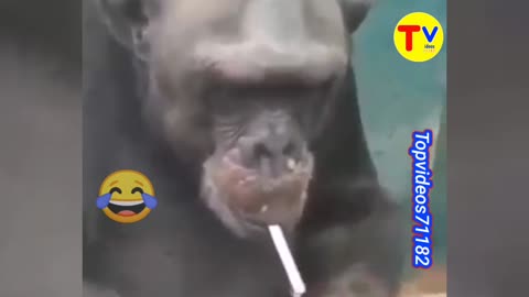 Even monkeys can smoke