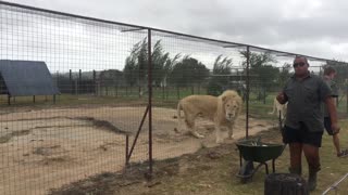 Lion and Lioness Having Dinner