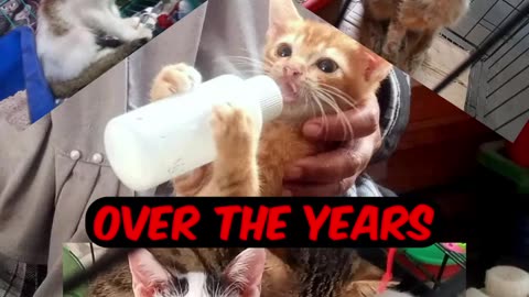 Rescue kittens - some of our little friends over the years #kittenrescue #indonesia