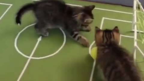 Cats Playing Football