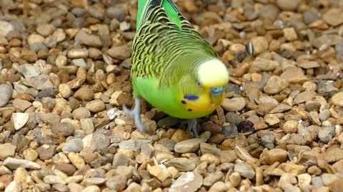 A colorful parrot bird eats food