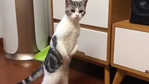 Curious cat stands up to spy