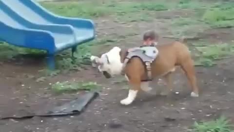 Bulldog is jumped to baby's head.