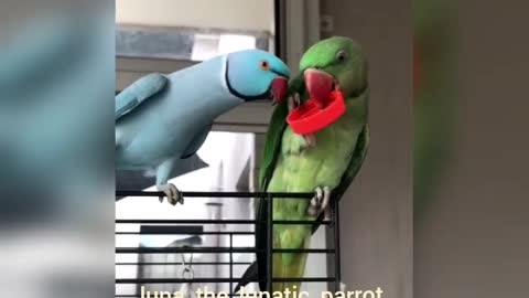 The Cutest Face-To-Face Parrot Talk
