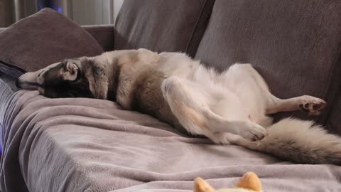 Upside-down dreaming husky looks extremely uncomfortable