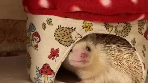 Hedgehog Lala wants to go out of the cage
