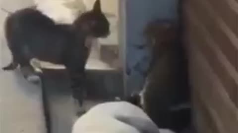 Cat fight street