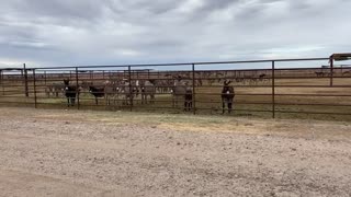 Florence BLM Burros