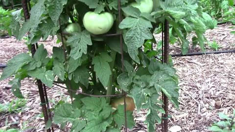 My Top 3 Favorite Tomatoes To Grow
