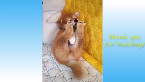 Cute Pets And Funny Animals Comp #7
