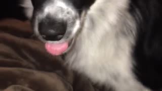 Black white dog with glowing eyes moves to the edge of a bed
