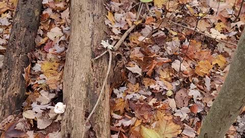 I spy mushroom hunting easy mode.J'espionne le mode facile de la chasse aux champignons