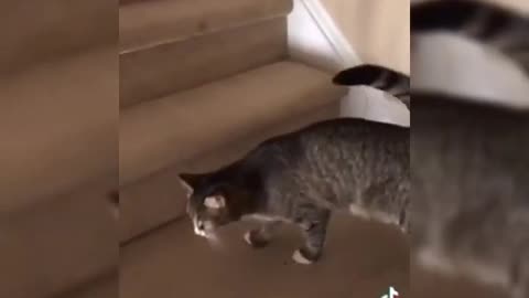 Cat drinks wine, see what happened next!