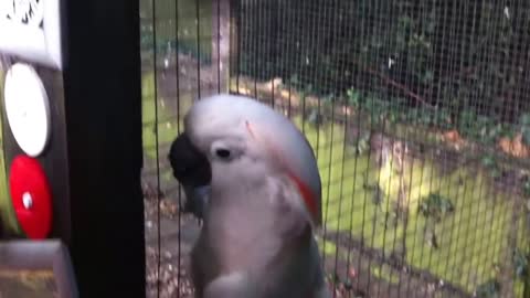 😂Funny Talking Dancing Cockatoo