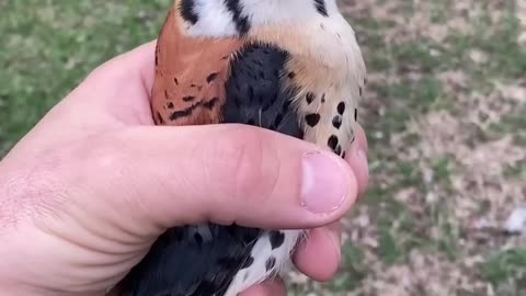 American Kestrel