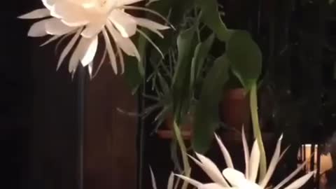 Amazing cactus plant blooming 🔥