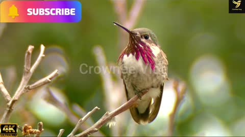 Humming Bird Perched Flying Away from Twig | Bird Sound 4K UHD