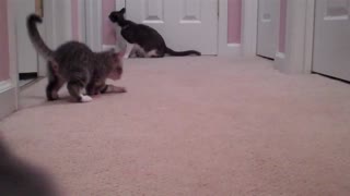 Kittens Attack Camera