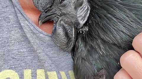 Snuggling a rare all black chicken