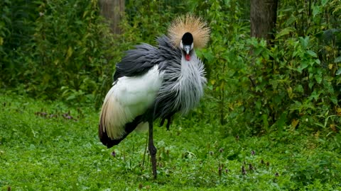 The Attitude of Grey Crowned Crane