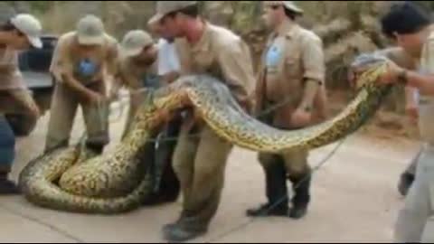 world biggest snake 2021 annaconda snake