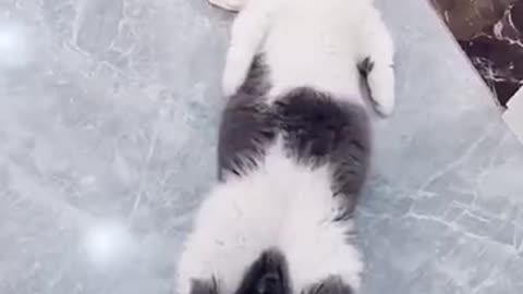 Funny cat try notbto laugh