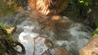 Calvin Keeps Cool in Colorado Stream