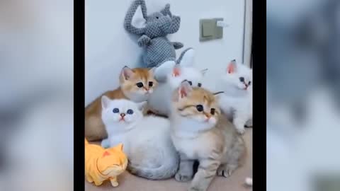 Cute Cat's Life moving heads and Adorable