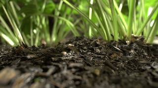 Cute Midnight Walks Freely In Garden