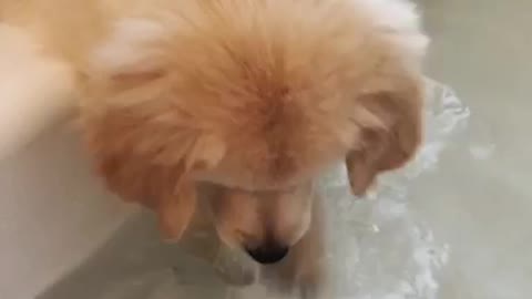 Puppy playing in the water