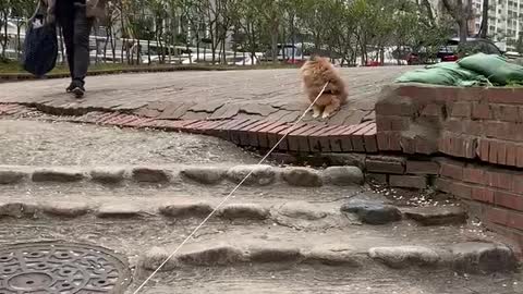 A puppy that can't come even though it's a low stairway.