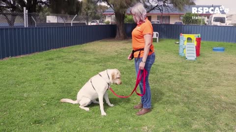 DOG TRAINING - sit and drop