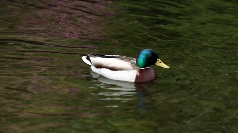 Breeding Male Mallard