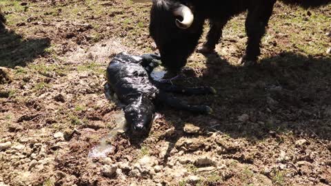 Gentle Highland cow gives birth to a beautiful bull calf. Guard dog helps clean up.