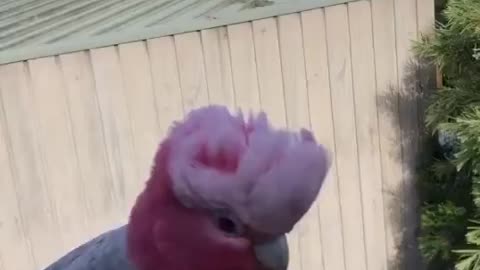 Rose-breasted cockatoo.Розовый какаду.