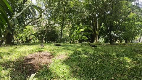 Medellin city birds