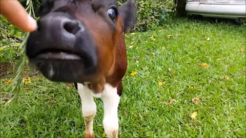 Cows Go Moo Baby Edition CUTEST Compilation