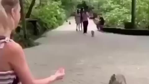 This lady got a heavy slap from a monkey