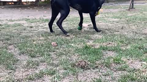 Dog plays soccer in slow motion