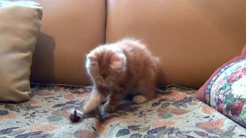 Little Kitten Playing His Toy Mouse in shofa.