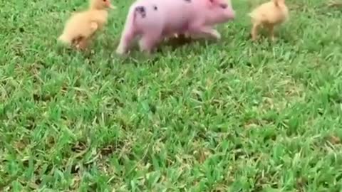 baby pigs vs baby ducklings