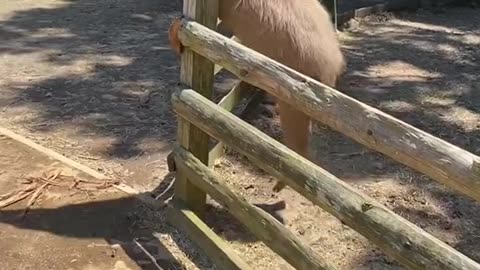 Capybara Stack