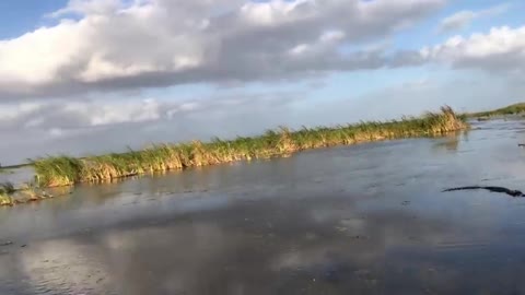 Duck Hunter Stops Alligator Attack